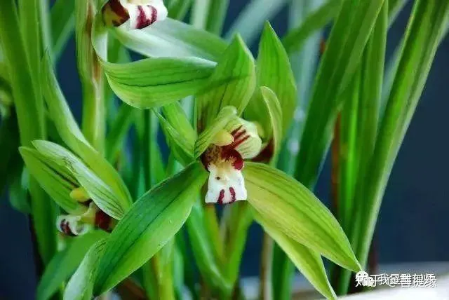 多肉盆栽浇水，绿植、鲜花、多肉……50种 · 常见植物浇水方法