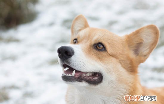 狗狗缺钙是什么症状 狗缺钙表现有哪些症状