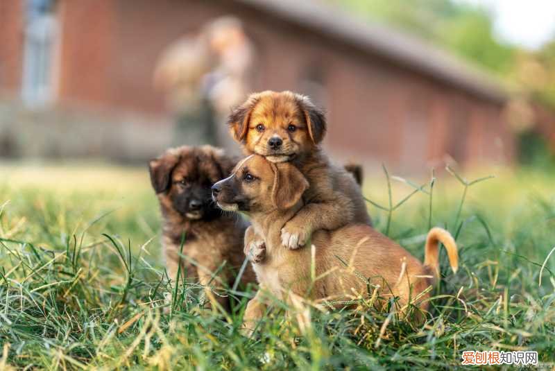 第一次养猫适合养什么狗，「养宠攻略」第001篇养什么宠物？这么选择？养猫还是养狗好？