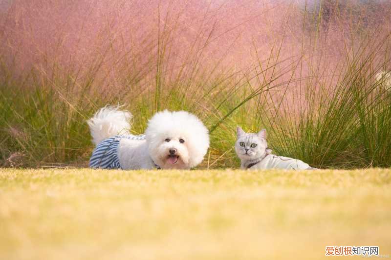 第一次养猫适合养什么狗，「养宠攻略」第001篇养什么宠物？这么选择？养猫还是养狗好？