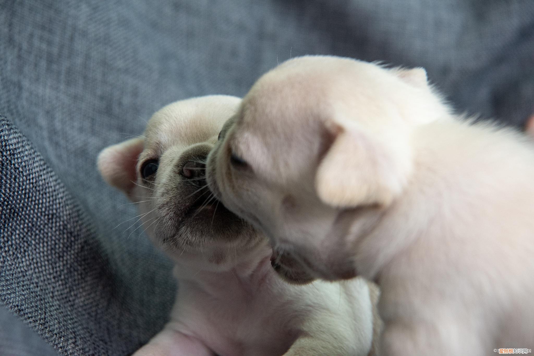 第一次养猫适合养什么狗，「养宠攻略」第001篇养什么宠物？这么选择？养猫还是养狗好？