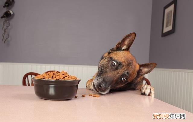 养狗会治愈人吗，养狗好处多，没想到治好了我这么多年的“坏习惯”