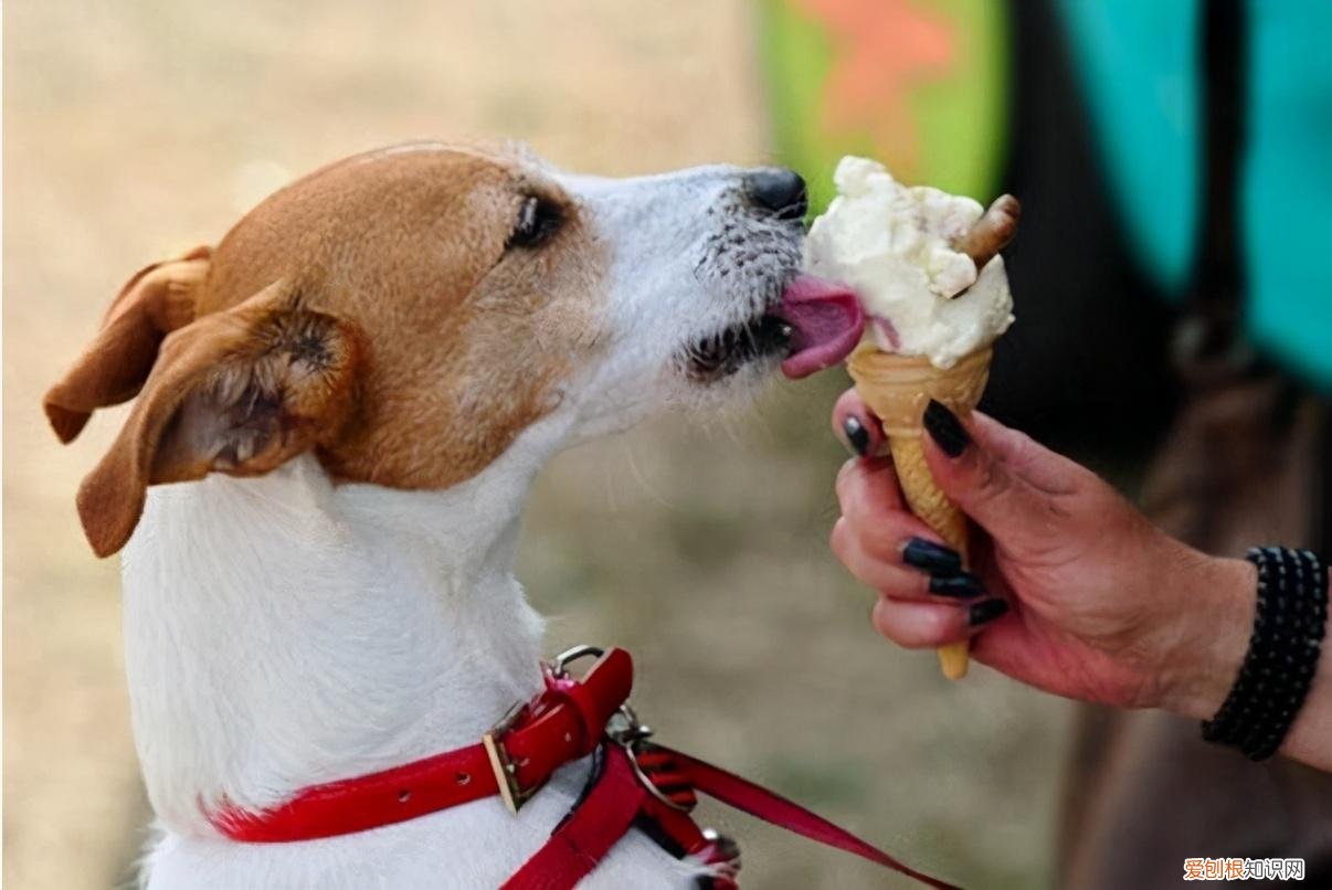 养狗会治愈人吗，养狗好处多，没想到治好了我这么多年的“坏习惯”