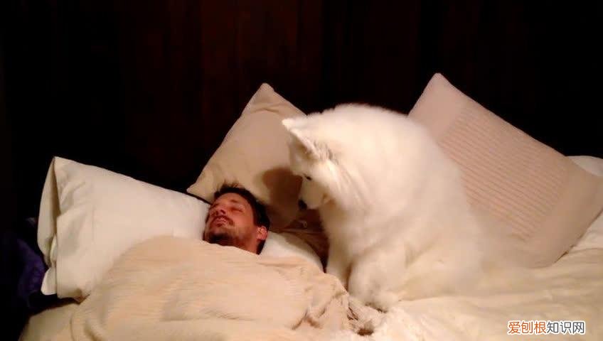 养狗会治愈人吗，养狗好处多，没想到治好了我这么多年的“坏习惯”