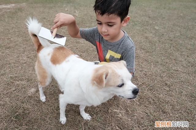 养狗的不好处有哪些，养狗的好处和坏处，看了之后你还想养狗吗？