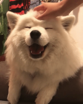 养狗的不好处有哪些，养狗的好处和坏处，看了之后你还想养狗吗？