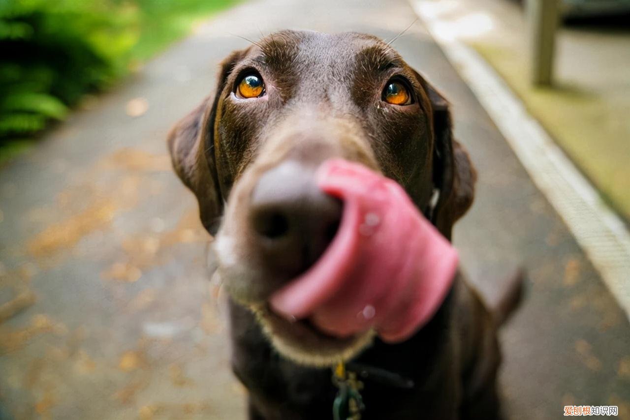 养狗的不好处有哪些，养狗的好处和坏处，看了之后你还想养狗吗？