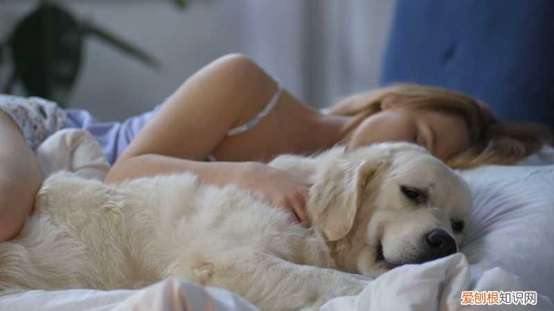 养狗的不好处有哪些，养狗的好处和坏处，看了之后你还想养狗吗？