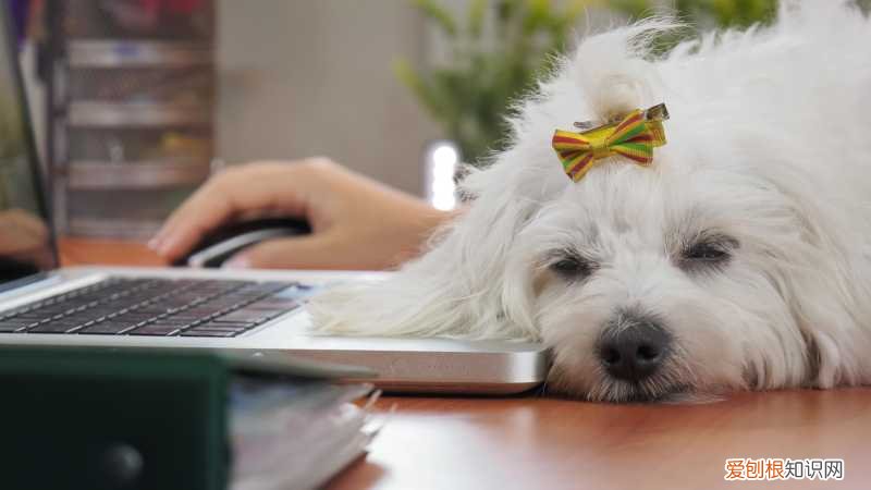 养狗的不好处有哪些，养狗的好处和坏处，看了之后你还想养狗吗？