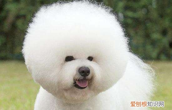 养狗之后，最讨厌以下九种人！，最讨厌养狗的人