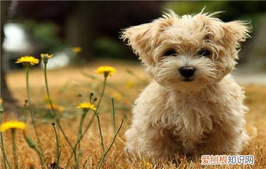 养狗之后，最讨厌以下九种人！，最讨厌养狗的人