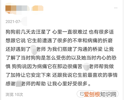 消费观：宠物沟通师靠谱吗？花200块钱跟我的狗唠了一次