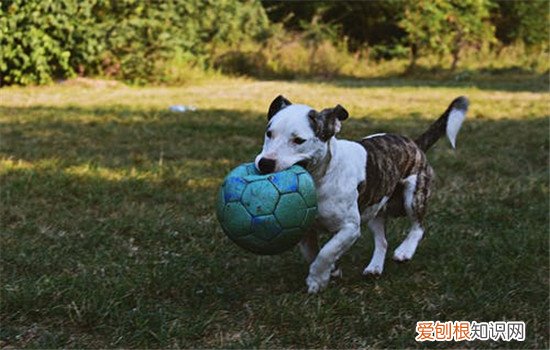 训练狗狗口令手势，口令要清晰手势要简单，军犬训练口令与手势