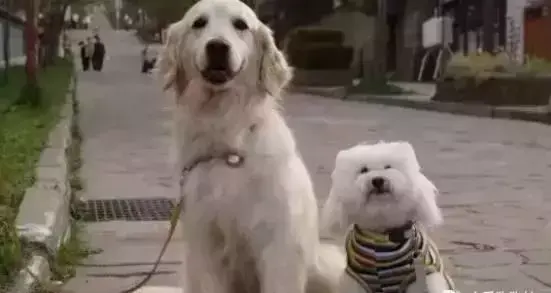 假如动物会说话，如果我们能和宠物交谈，你会想告诉它什么？