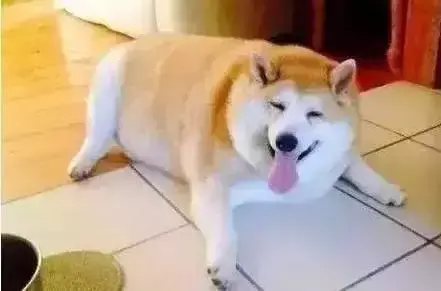 假如动物会说话，如果我们能和宠物交谈，你会想告诉它什么？