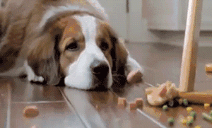 假如动物会说话，如果我们能和宠物交谈，你会想告诉它什么？