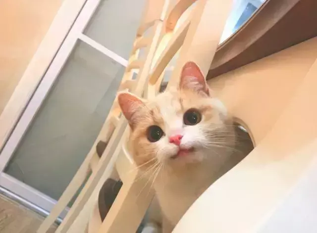 假如动物会说话，如果我们能和宠物交谈，你会想告诉它什么？