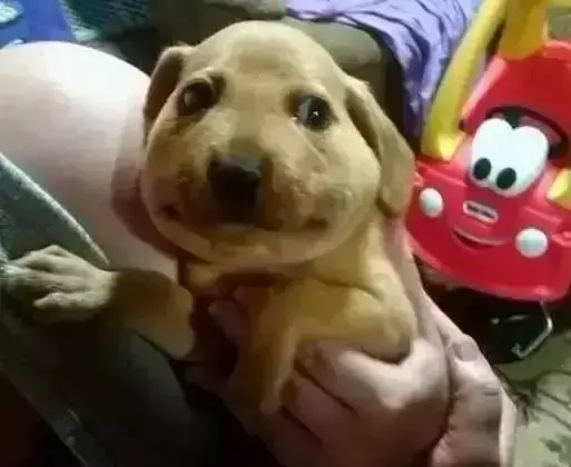 假如动物会说话，如果我们能和宠物交谈，你会想告诉它什么？