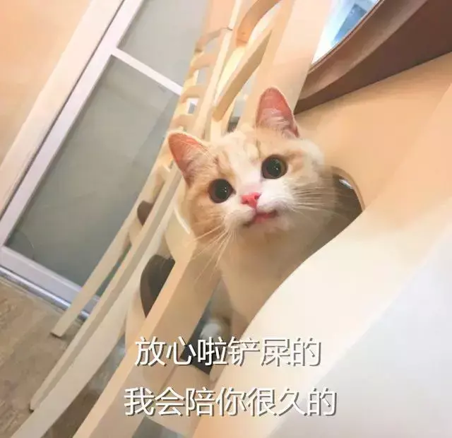 假如动物会说话，如果我们能和宠物交谈，你会想告诉它什么？