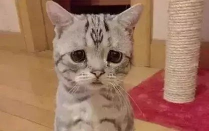 假如动物会说话，如果我们能和宠物交谈，你会想告诉它什么？