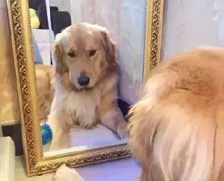 假如动物会说话，如果我们能和宠物交谈，你会想告诉它什么？