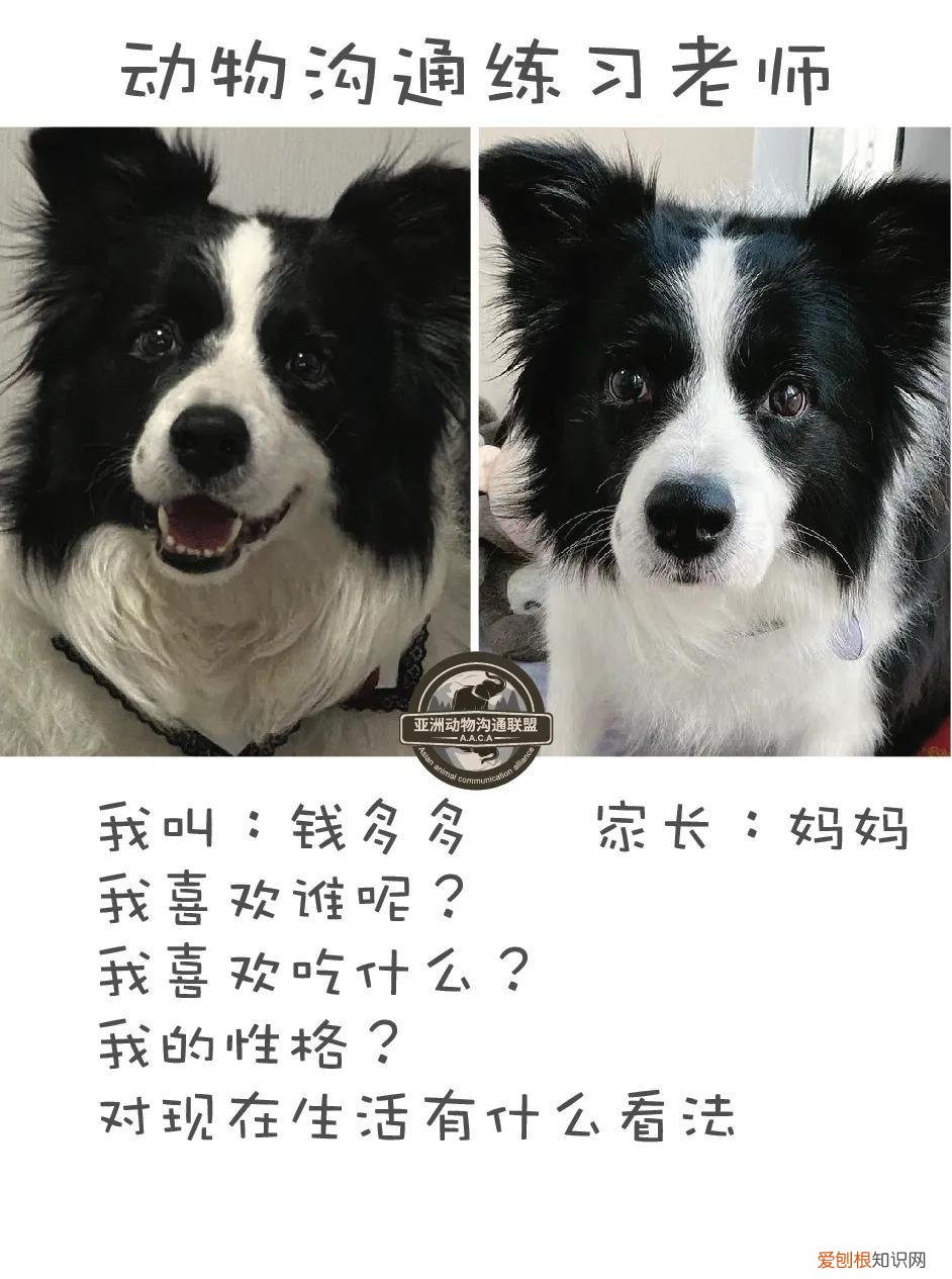 二 如何与宠物主人沟通技巧,宠物沟通日志