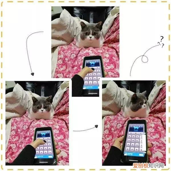 人宠交流器有用吗，6款人宠交流app深度评测！没有最坑，只有更坑