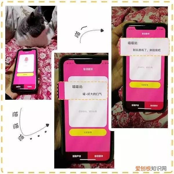 人宠交流器有用吗，6款人宠交流app深度评测！没有最坑，只有更坑