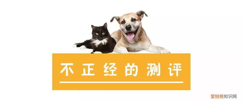 人宠交流器有用吗，6款人宠交流app深度评测！没有最坑，只有更坑