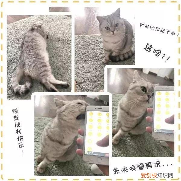 人宠交流器有用吗，6款人宠交流app深度评测！没有最坑，只有更坑