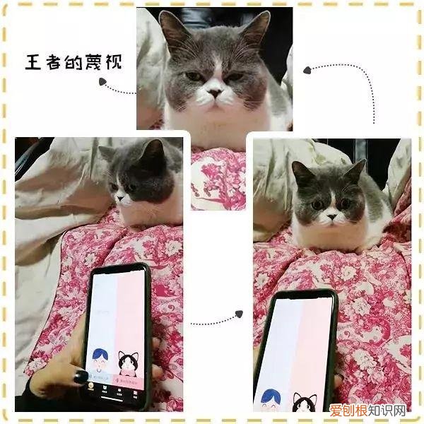 人宠交流器有用吗，6款人宠交流app深度评测！没有最坑，只有更坑