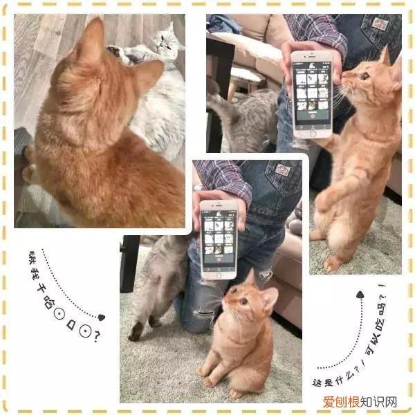 人宠交流器有用吗，6款人宠交流app深度评测！没有最坑，只有更坑