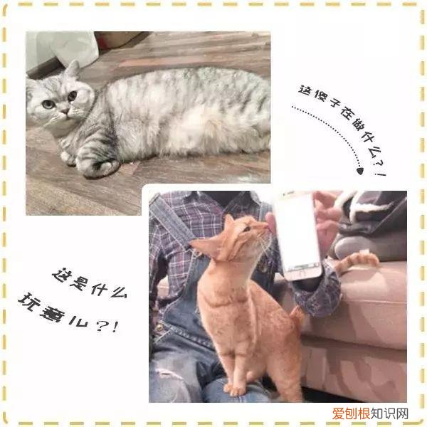 人宠交流器有用吗，6款人宠交流app深度评测！没有最坑，只有更坑