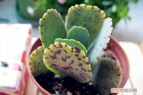 花怎么养才能养好,养花须知:新手养花的选购技巧,不要当冤大头!