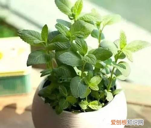 花怎么养才能养好,养花须知:新手养花的选购技巧,不要当冤大头!