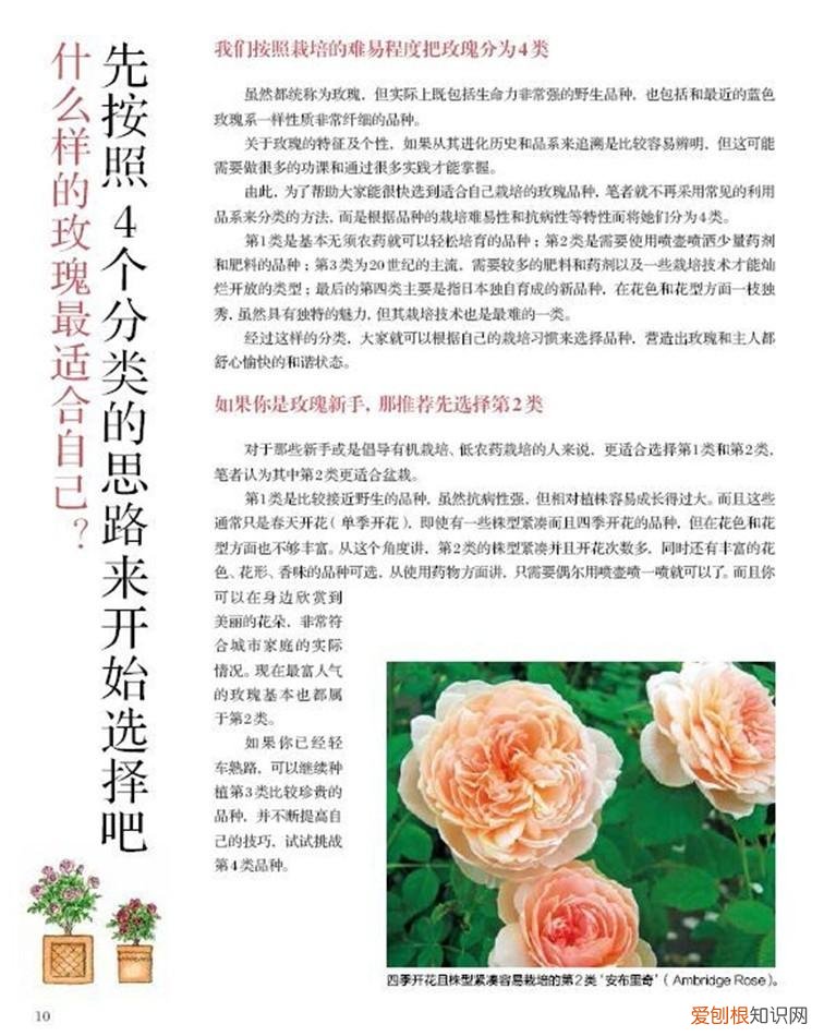 关于月季的介绍语，好书推荐｜月季爱好者的福音，一份世界级玫瑰育种大师的种植手册