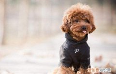 狗狗很挑食怎么办 狗狗特别挑食怎么办