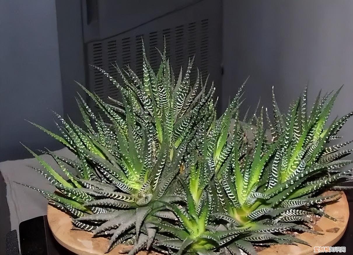 不好养的盆栽，不会养花，就养3种盆栽，懒养就能长得很旺很壮，小崽多很漂亮