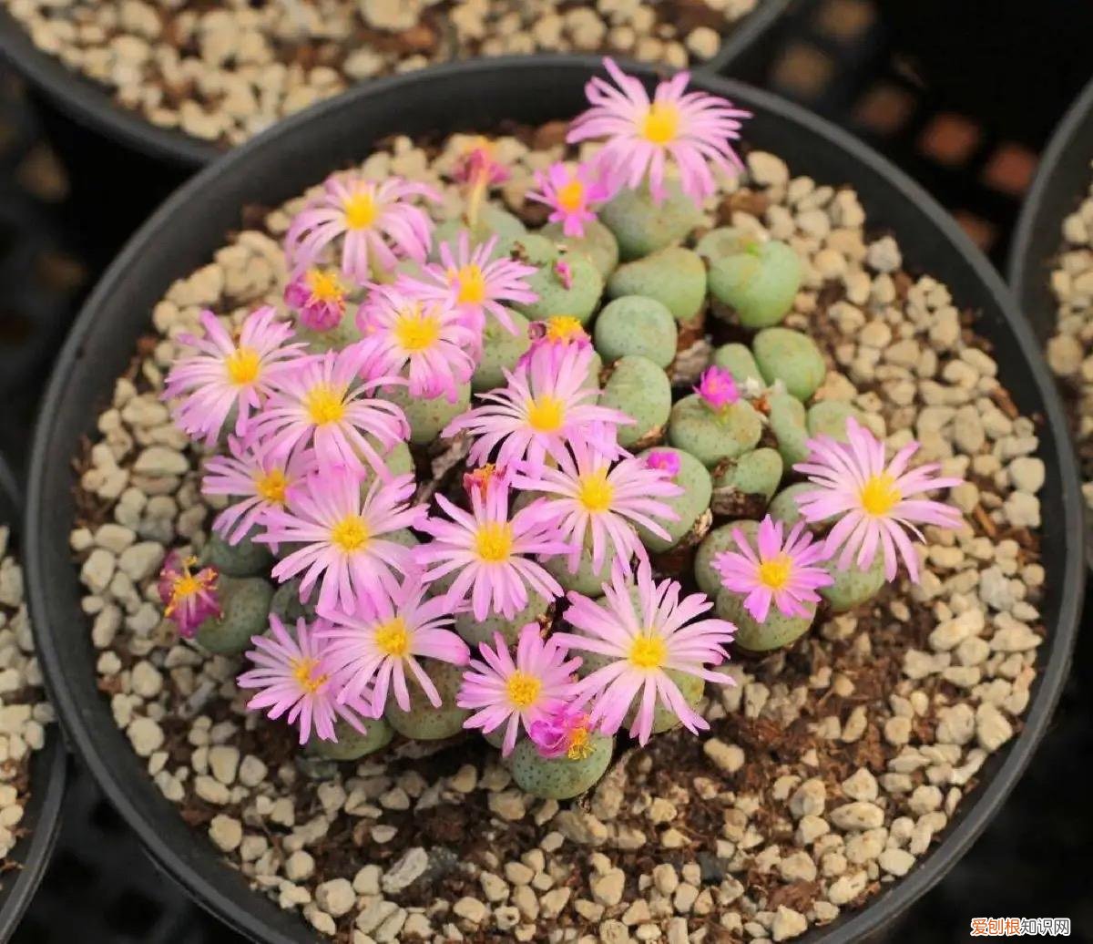 不好养的盆栽，不会养花，就养3种盆栽，懒养就能长得很旺很壮，小崽多很漂亮