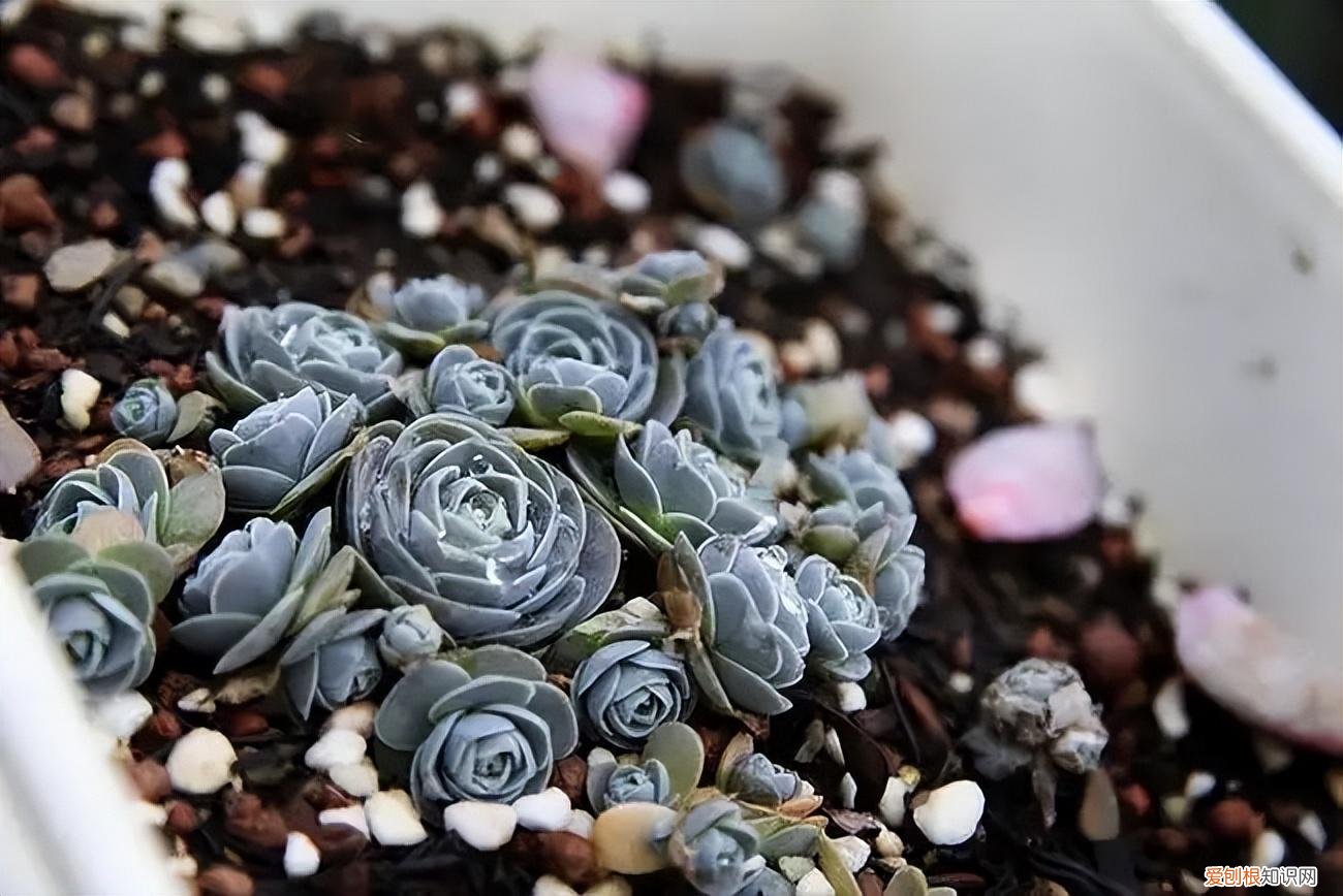 不好养的盆栽，不会养花，就养3种盆栽，懒养就能长得很旺很壮，小崽多很漂亮