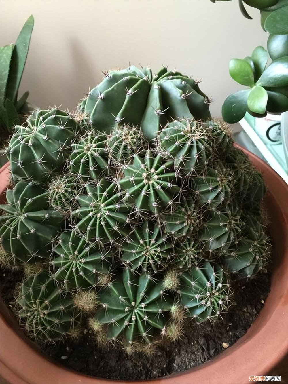 不好养的盆栽，不会养花，就养3种盆栽，懒养就能长得很旺很壮，小崽多很漂亮