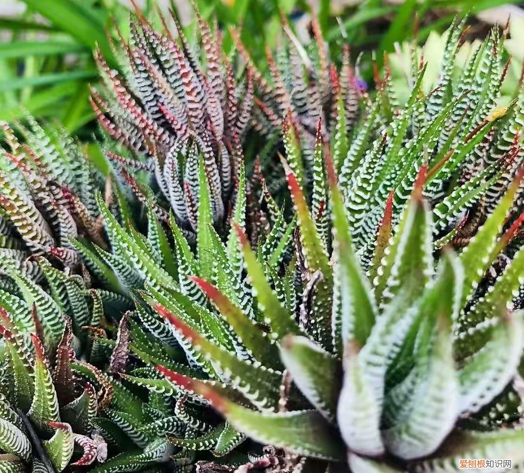 不好养的盆栽，不会养花，就养3种盆栽，懒养就能长得很旺很壮，小崽多很漂亮