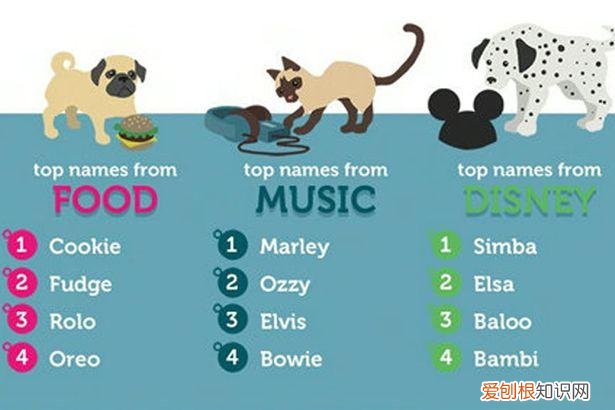 英文宠物名字有哪些 可爱，英国人最爱给宠物起啥英文名？TOP10接好了