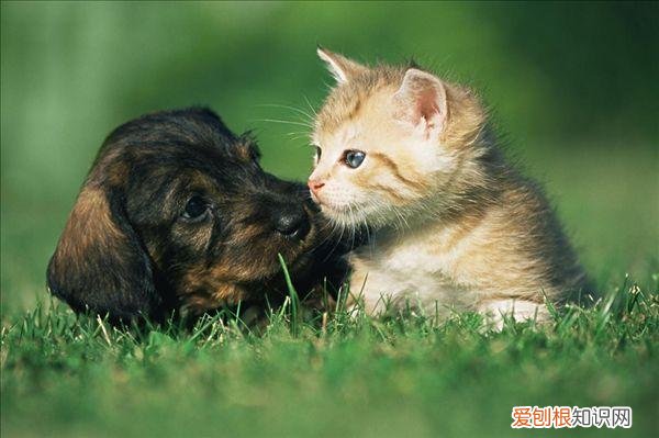 英文宠物名字有哪些 可爱，英国人最爱给宠物起啥英文名？TOP10接好了