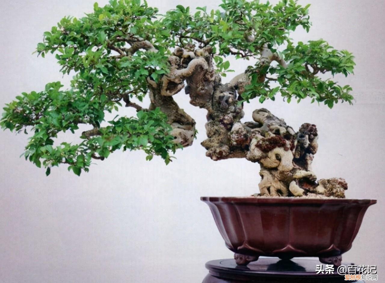 什么样的盆景又好看又好养，这五种盆景好看又好养活，盆景初学者养它准没错