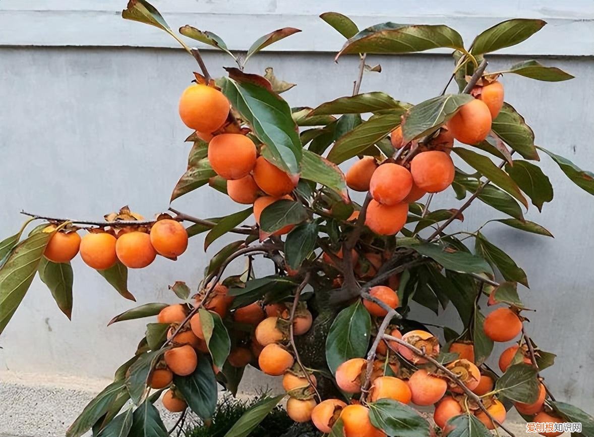 能吃能看的盆栽有哪些植物，“3种”盆栽，能看又能吃，好养皮实，年年开花结果，喜庆漂亮