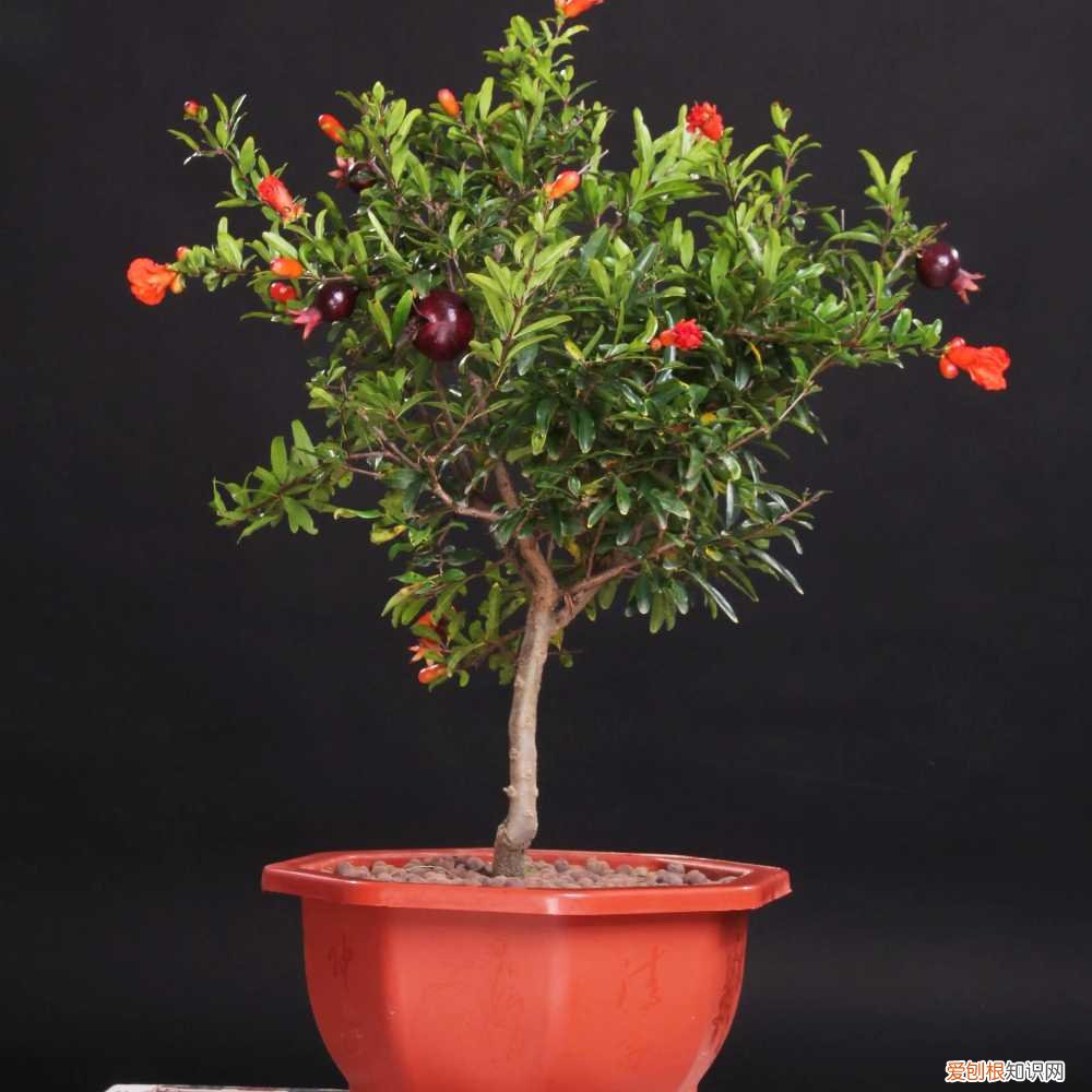 能吃能看的盆栽有哪些植物，“3种”盆栽，能看又能吃，好养皮实，年年开花结果，喜庆漂亮