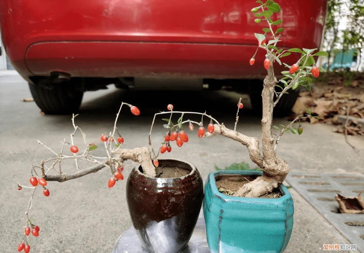 能吃能看的盆栽有哪些植物，“3种”盆栽，能看又能吃，好养皮实，年年开花结果，喜庆漂亮