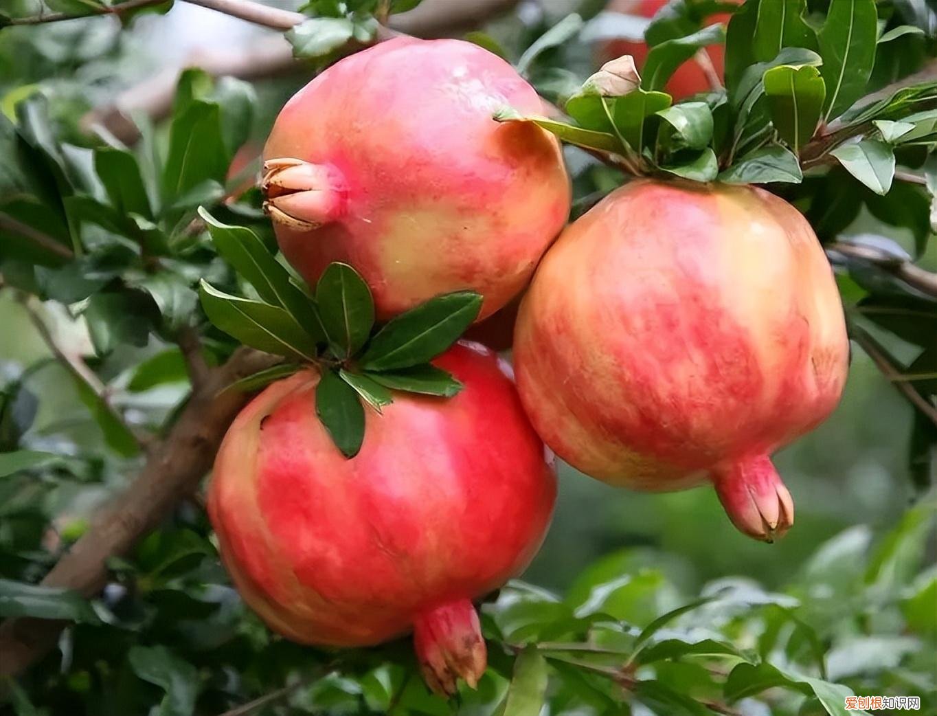 能吃能看的盆栽有哪些植物，“3种”盆栽，能看又能吃，好养皮实，年年开花结果，喜庆漂亮