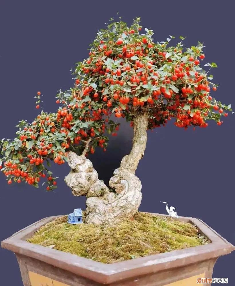 能吃能看的盆栽有哪些植物，“3种”盆栽，能看又能吃，好养皮实，年年开花结果，喜庆漂亮